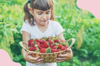 Ein Mädchen trägt einen großen Korb voller Erdbeeren in ihren Armen