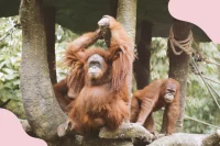 Orang-Utans sitzen auf großen Ästen in einem Zoo-Gehege